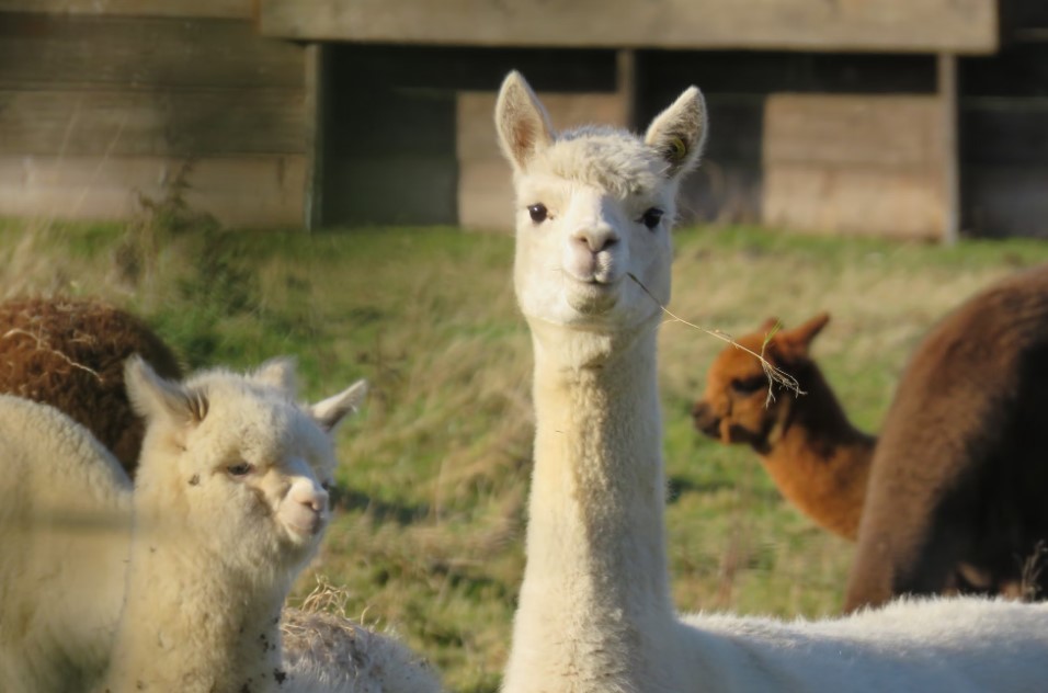 alpaca